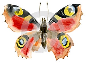 Handwork watercolor illustration of an insect butterfly
