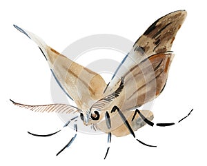 Handwork watercolor illustration of an insect moth