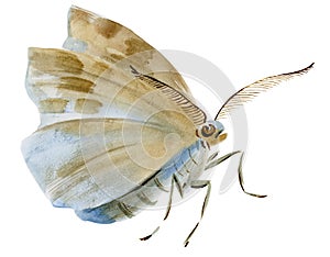 Handwork watercolor illustration of an insect moth