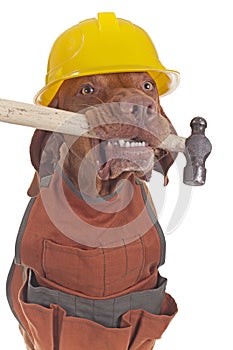 Handyman dog