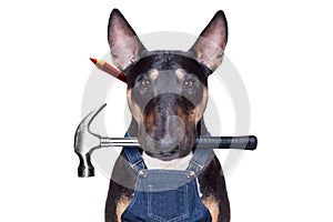 Handyman  dog with tool in mouth