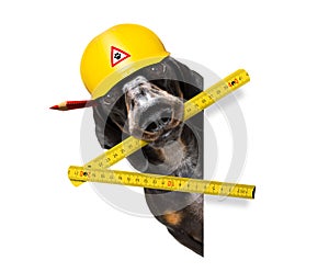 Handyman worker hammer dog with helmet