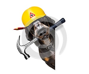 Handyman worker hammer dog with helmet