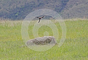 Hanenstaartwidavink, Long-tailed Widowbird, Euplectes progne