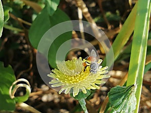 Haney bee  finds in flowers in yellow