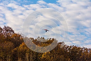 a hang glider flies over a beautiful autumn forest against a blue sky with clouds.