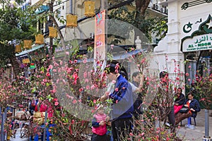 Hang Luoc Flower Market. Peach flowers, Ha Noi Vietnam