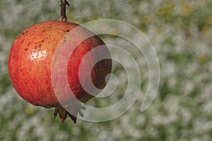Hanged pomegranate photo
