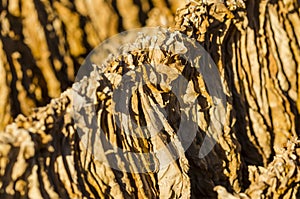 Hanged tobacco leaves for drying