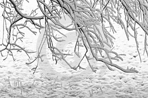 Hangende besneeuwde takken boven veld