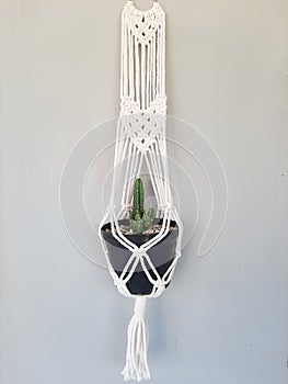 Hanging of Acanthocereus tetragonus Cactus
