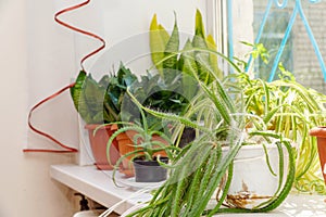 Hanging Ampelny cactus Lepismium in pot on the windowsill