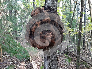 Hanging ants nest on tree in Finland`s forest