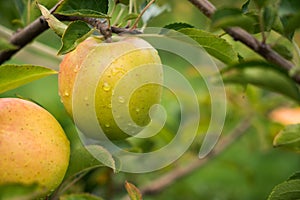 An hanging apple covered in raindrops