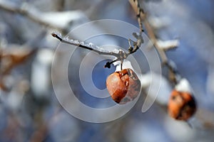 Hanging apple covered with snow