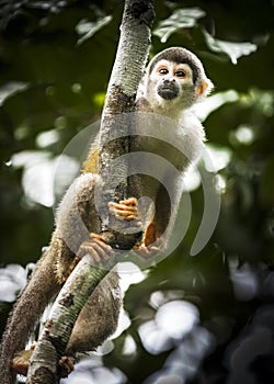 Hanging Around, squirrel monkey, Amazon rainforest