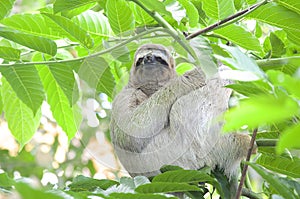 Hanging around Three-toed Sloth