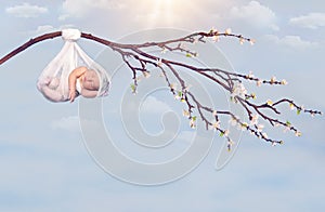 Hanging baby branch