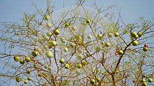 Hanging bael or aegle marmelos fruits on a bael tree. Organic fruits in summer season