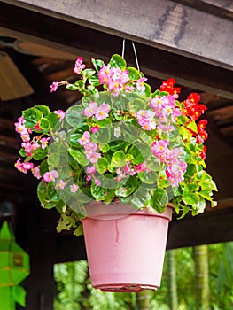 Hanging basket of Begonia obliqua photo