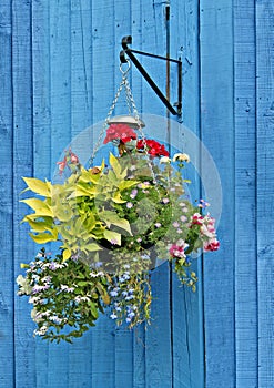 Hanging basket on blue fence