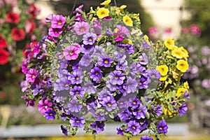 Hanging basket with colored Petunias