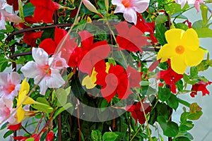 Hanging basket of colorful Petunia bloom