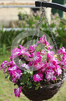 Hanging basket of flowers