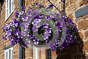 A hanging basket full of large white petunia, a species of nightshade
