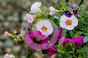 A hanging basket of multi colored Calibrachoa