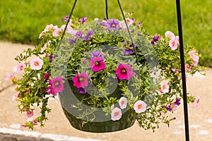 Hanging basket of multi colored Calibrachoa