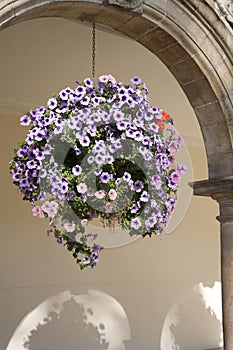 Hanging Basket of Pansy - Violet Flowers