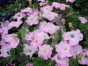 Petunia `Fanfare Apple Blossom` photo