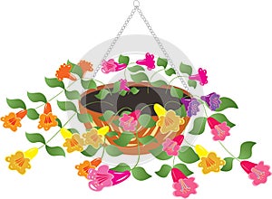Hanging basket of petunia flowers