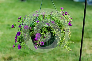 Hanging basket of purple colored Calibrachoa