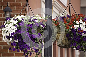 Hanging Baskets