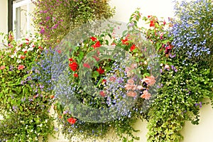 Hanging baskets