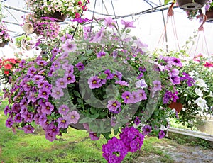 Hanging baskets filled with colorful flowers