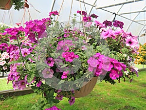 Hanging baskets filled with colorful flowers