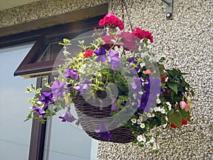 Hanging baskets of flowers on a cottage Ireland