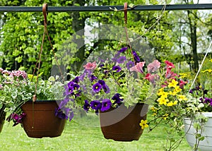 Hanging baskets with flowers