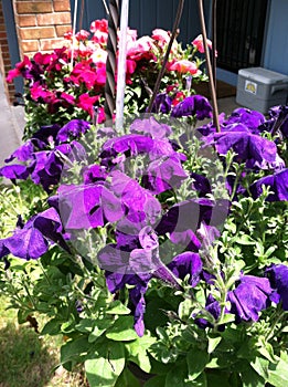 Hanging baskets full of petunias.