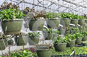 Hanging baskets growing in a greenhouse