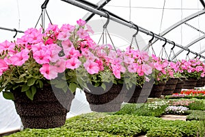 Hanging baskets of pink petunias in a greenhouse