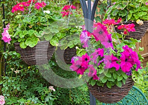 Hanging baskets with purple petunias