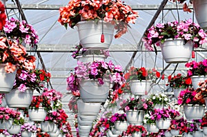 Hanging baskets