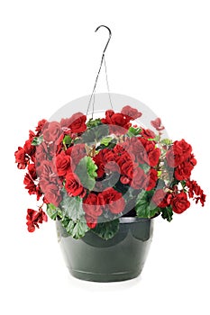 Hanging Begonias