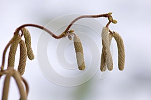 Hanging Birch Catkins and Buds