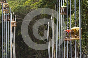 Hanging bird cages at the park