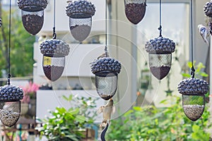 Hanging bird feeders in shape of acorn  full of different grain in the city